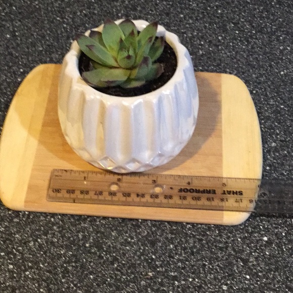 Succulent - Picture 3 of 4